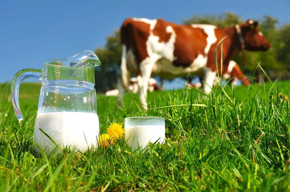 Terrorismo Nutricional: leite faz mal à saúde?